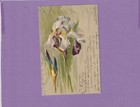 CPA GAUREE C. KLEIN UNSIGNED VERY NICE BOUQUET OF IRIS
