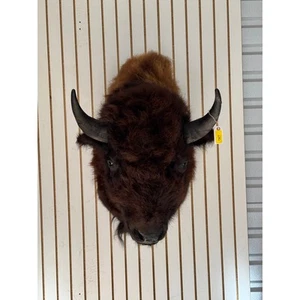 FHDAR357-XL Buffalo Taxidermy Shoulder mount Bull - Picture 1 of 10