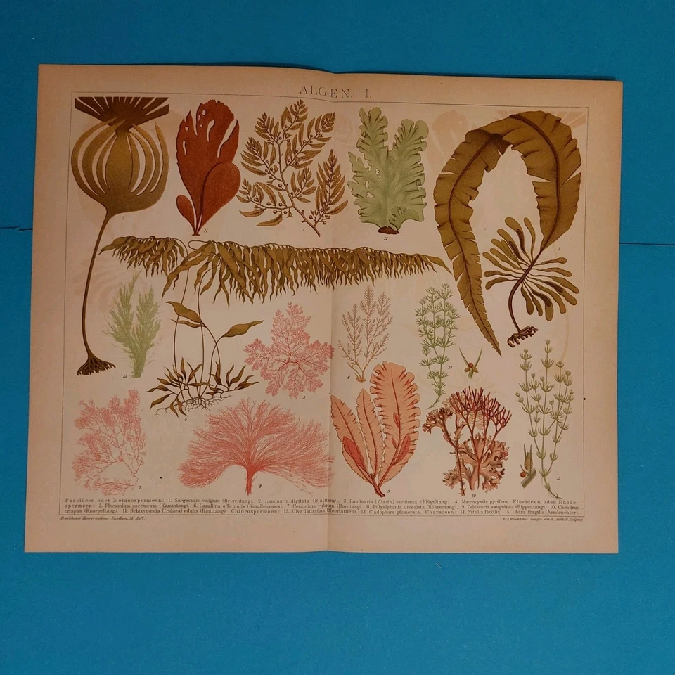 Orig.(1905) Chromolithographie ALGEN  - Bild 1 von 4