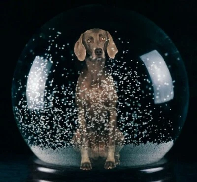 WILLIAM WEGMAN 'Sno Glo' 2021 SIGNED Limited Edition Color Dog Photograph 10"x8" - Image 1 of 4