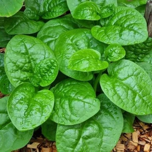 SPINACH Malabar (Ceylon) Green 15 seeds Autumn Winter Vegetable garden Easy grow - Picture 1 of 1