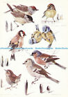 D002385 Garden Birds By By Mildred Eldridge. By Spink. The Medici Society Ltd. N