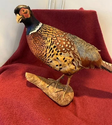 Pájaro montado a base de taxidermia faisán cuello anillado chino Foto 1 de 4