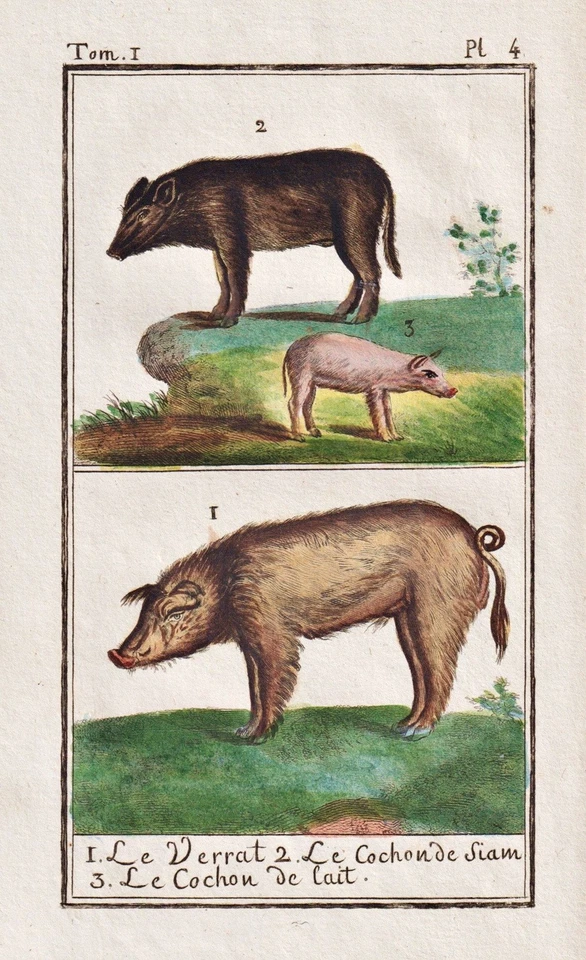 Wildschwein Schwein sanglier boar pig Kupferstich gravure Buffon 1780 - Bild 1 von 1