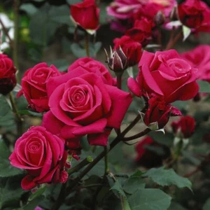 T&M Rose Charisma Garden Fragrant Flowering Hardy Shrub Easy to Grow Bareroots - Picture 1 of 5