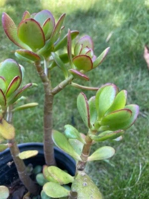 3 plantas de jade enraizadas de aproximadamente 8" cada una Foto 1 de 2