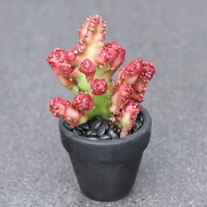 Euphorbiaceae Juss.cactus Suculentas Macetas Hogar Jardín Bonsai Plantas - Imagen 1 de 5