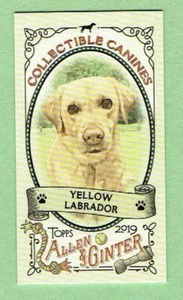 Gelber Labrador ~ 2019 Allen & Ginter Sammlerstück Eckzähne Mini ~ KOSTENLOSER VERSAND - Bild 1 von 1