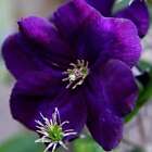 Clematis Gipsy Queen Purple Flowering Vine Climbing Plant 60Cm Cane 3L Pot