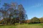 Photo 6x4 Birch trees on the golf course Crockey Hill Looking across part c2020