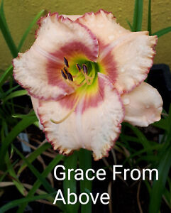 Taglilia Hemerocallis 'Grace From Above'
