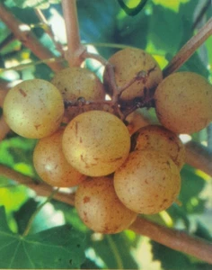 Bronze Summit Muscadine Grape 4-6 Ft Vine Plants Vines Plant Grapes Vineyards - Picture 1 of 2