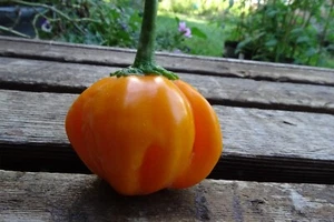 Pimienta dulce caribeña Aji Dulce - Imagen 1 de 3