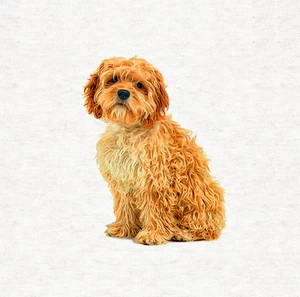 Dog - Cockapoo llustrated Fabric Craft Panels in 100% Cotton or Polyester - Picture 1 of 3