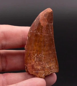 Quality Carcharodontosaurus Tooth  not T. rex. Theropod Dinosaur 2.1”  2449 - Picture 1 of 5