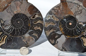 RARE 1 in 100 BLACK PAIR Ammonite Crystal LRG 149mm Dinosaur FOSSIL 5.9" n2569xx - Picture 1 of 8