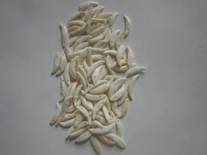 25 Coyote Teeth/Fangs Drilled Crafts Beads Jewelry Bones - Picture 1 of 3