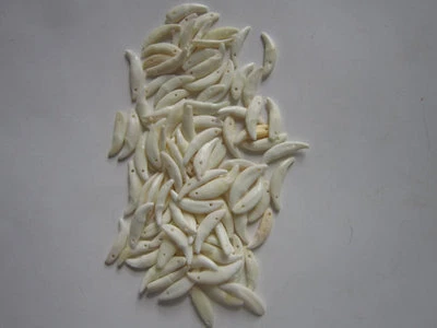 50 dentes/presas de coiote perfuradas para artesanato ossos de joias - Imagem 1 de 3