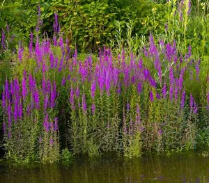 Lythrum salicaria (Purple loosestrife) - Marginal Pond Plants - MBP077 - Picture 1 of 3