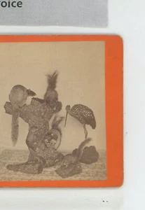 Florida Birds FL J.N. Wilson Stereoview c1880 - Picture 1 of 3