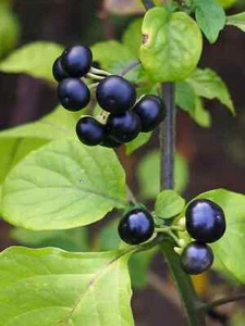 Semillas ucranianas Jaltomata procumbens 5 en todo el mundo - Imagen 1 de 3