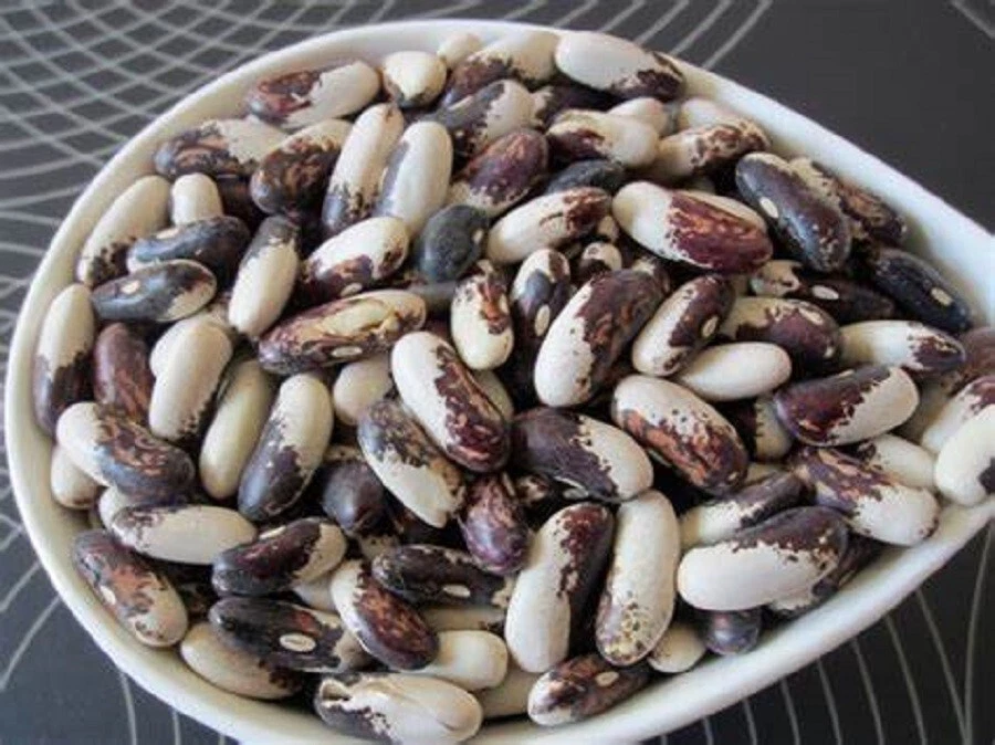 35 semillas de frijol blanco/púrpura Appaloosa Foto 1 de 1