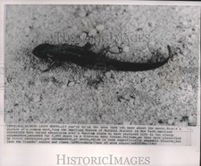 1963 Press Photo A common newt photo from the American Museum of Natural History