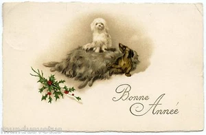 Illustrator Nicht Unterzeichnet. Chiens. Dackel - Bild 1 von 1