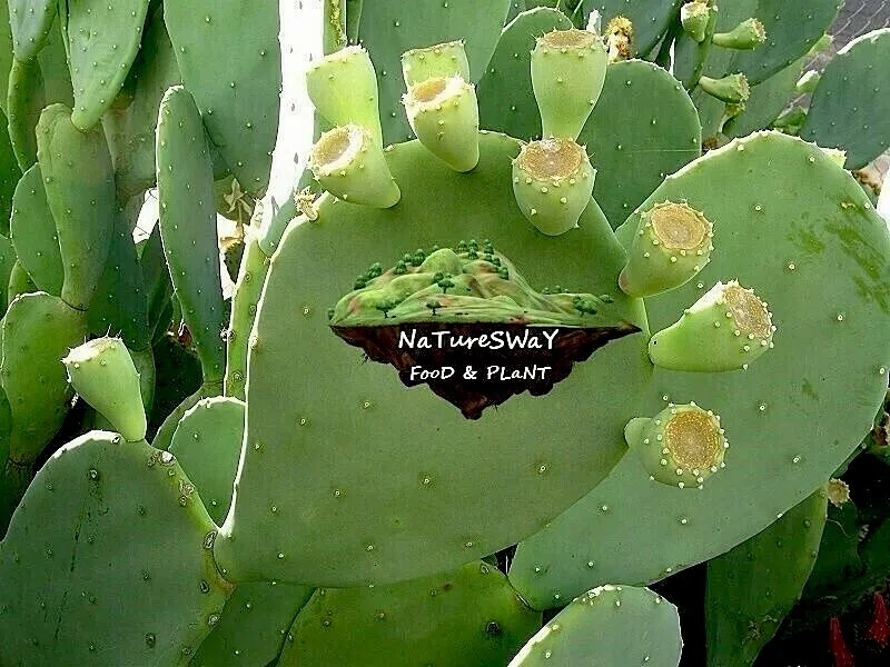 Almohadillas orgánicas para nodrizos de pera cactus 6 LG sin espinas  Foto 1 de 4