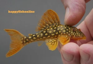 L014 SUNSHINE PLECO! BEAUTIFUL BABIES! FREE SHIPPING HEALTHY LIVE FISH WC 6-8 CM - Picture 1 of 6