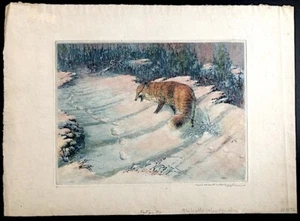 Aquatint - WILL SIMMONS 1884-1949 RED FOX & FOOTPRINTS Listed Wildlife Art Print - Picture 1 of 5