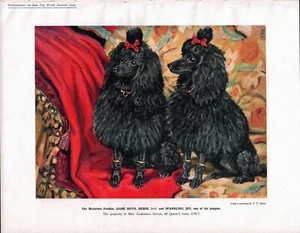 MINIATURE POODLE DOGS LOVELY 1932 COLOUR ART PRINT by F. T. DAWS - Picture 1 of 1