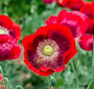 1,000 Crimson Flame Poppy Seeds - P. Somniferum - Very Few Available - Picture 1 of 16