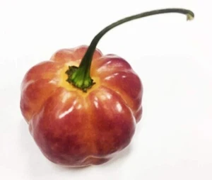 Sunset Peach CGN 21500 Hot Pepper Premium Seed Packet + More - Picture 1 of 1