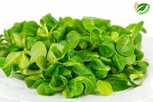 Hierba de los Canónigos ( 1.000 semillas ) canonigos Valerianella locusta - Imagen 1 de 1