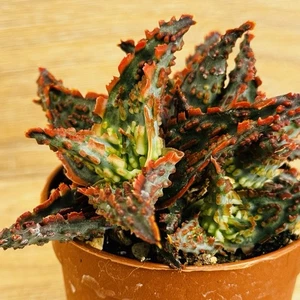 Aloe TCT , pot 6,5 cm (CoD: A003) - Picture 1 of 4