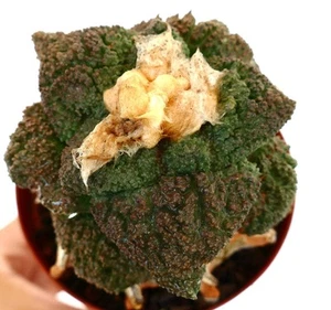 Ariocarpus cv. SUPER GODZILLA GRAFTED - Living rock cactus | False peyote - Picture 1 of 5