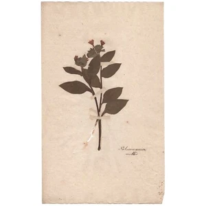 Antique 1790 herbarium dried flower scientific specimen #34 Common Lungwort - Picture 1 of 3