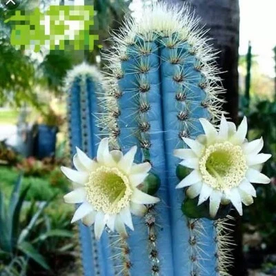 Cactoideae Pseudopilocereus Blue, 5cmX 10cm L  - Image 1 of 4