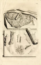 Antique Medical Print-PLACENTA-CORD-Pl. 61-Cowper-Bidloo-1739