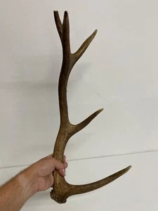 Stag Deer Antler, 21 inches 21" display - Picture 1 of 5