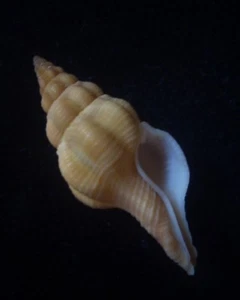 Seashell Fusinus pearsoni 29/30 mm gema/F++ - Imagen 1 de 3