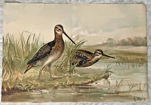 Antique Chromolithograph Alexander Pope Jr. "American Snipe" Circa; 1875 - Picture 1 of 5