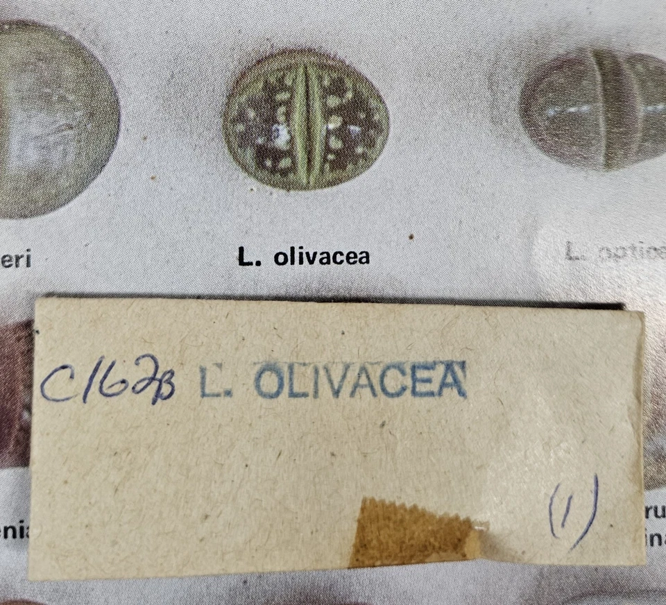 SEMILLAS MESEMBS LITHOPS OLIVACEA PIEDRAS VIVAS 1 VAINA DE SEMILLAS (ENTRE 150-250 SEMILLAS) Foto 1 de 1