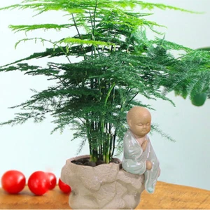 20x Asparagus Plumosus Indoor Plant Fern seeds - Picture 1 of 11