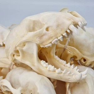 Real Raccoon Full Skulls, Tops, Jaws - Procyon lotor - See Description - Generic - Picture 1 of 41