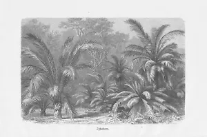 Zykadeen Palmfarne Cycadales Tropenwald DRUCK von 1898 Botanik - Bild 1 von 1