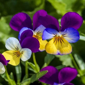 Johnny Jump Up Viola Wild Flower Seeds - 1/2 lb Easy-to-Grow, Compact & Hardy... - Picture 1 of 9