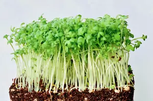 15,000 Common CRESS Seeds - Great for KIDS - Grow your Own All Year Round - Picture 1 of 2