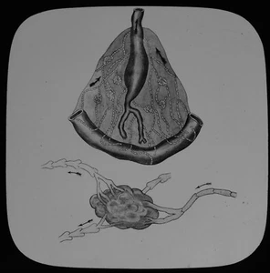 Magic Lantern Slide HUMAN PHYSIOLOGY NO31 LYMPHATICS C1888 MEDICAL ILLUSTRATION - Picture 1 of 2